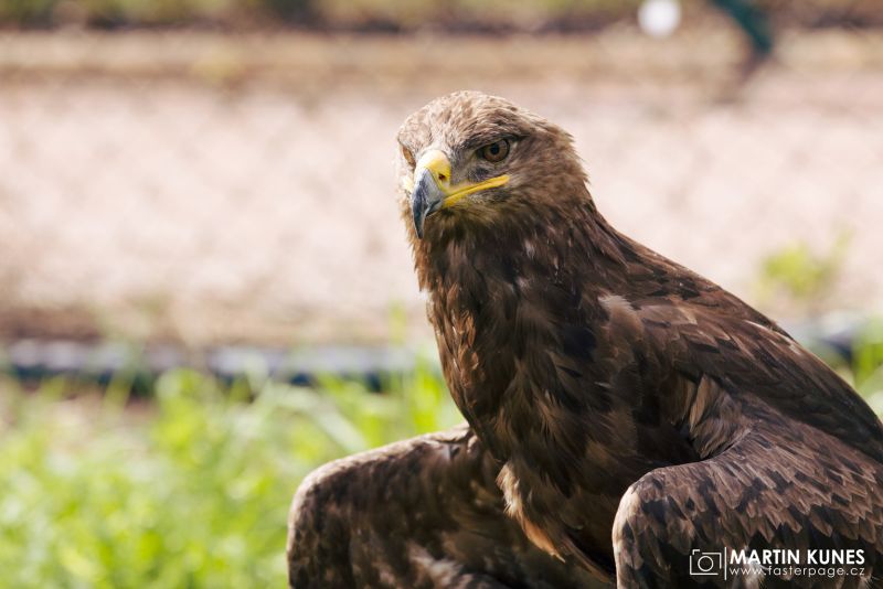 Dravci a sovy ve Štěchovicích